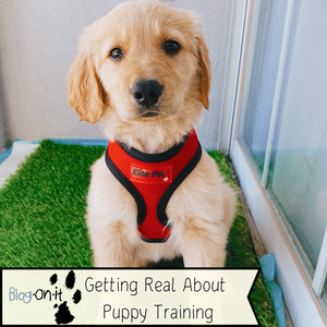 Getting Real About Puppy Training