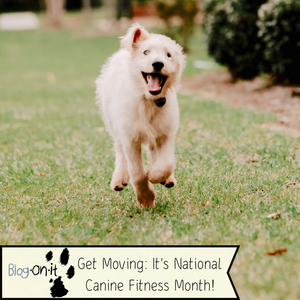Get Moving: It's National Canine Fitness Month!